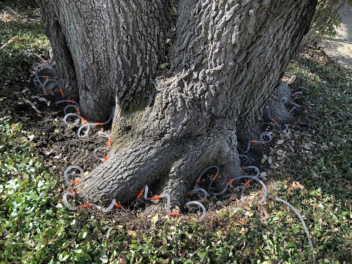 Detailed Tree Cabling and Bracing job site in Moriches