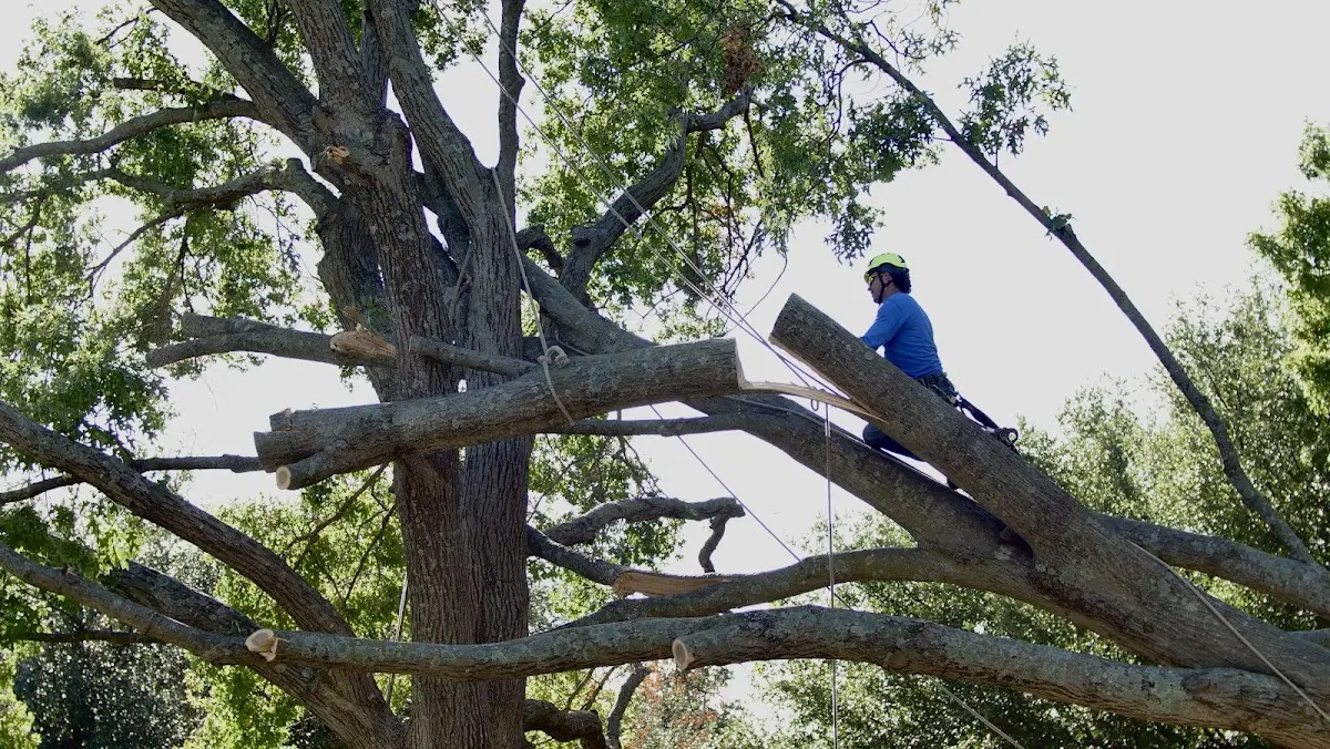 Professional Hazardous Tree Removal performed by certified arborists in Moriches
