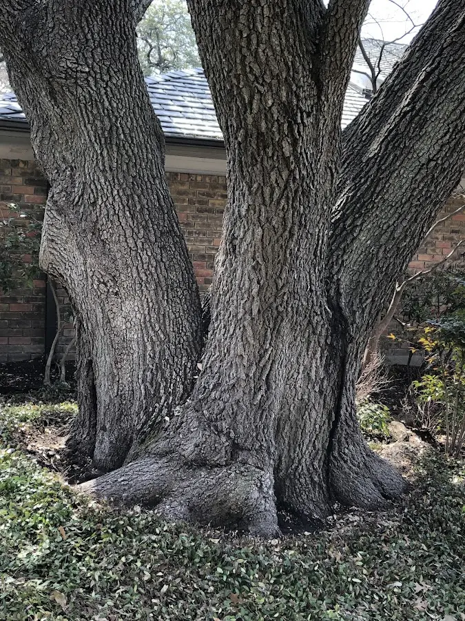Mature heritage tree close to a Moriches property cared for by certified arborists